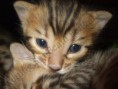/album/the-long-awaited-litter-a-/a2013-03-30-evening-sunbeam-bengal-cats-bengal-katzen-kitten-bengali-macska-5-jpg/